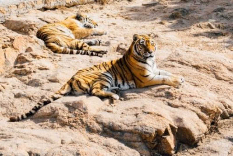 Tigres são executados na China após matarem cuidador de zoológico