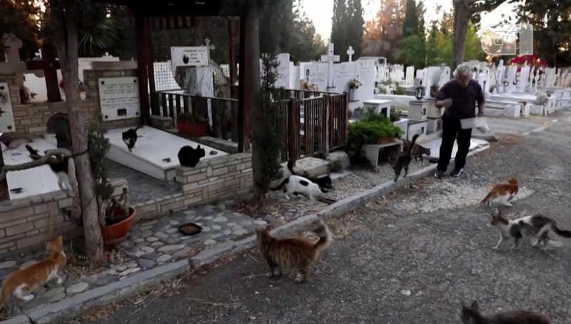 Voluntários pedem ajuda para controlar superpopulação de gatos no Chipre