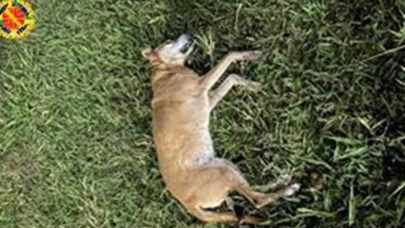 Homem tenta separar briga entre cães e mata cadela a chutes no DF