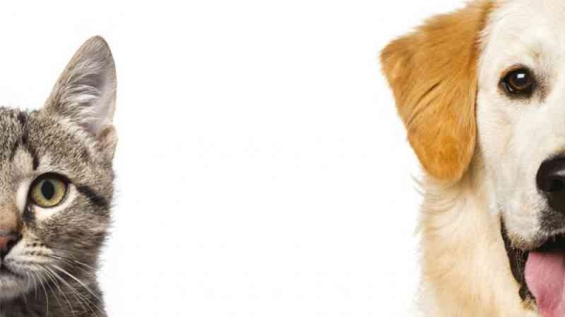 Programa oferece castração gratuita de 1,8 mil cães e gatos por mês no DF