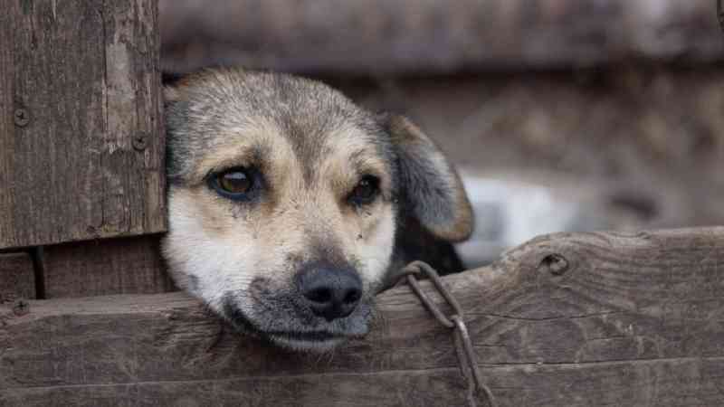 Projeto federal torna crime o uso de coleira que provoque sofrimento a cães