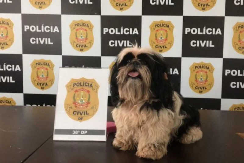 Vídeo: Polícia Civil do DF resgata cadelinha que sofria maus-tratos