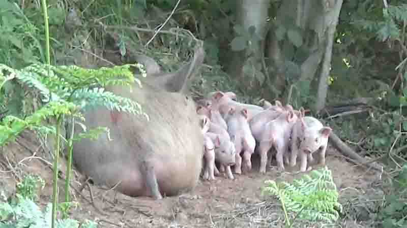 Porca encontrada em floresta com filhotes é salva após fugir de fazenda para dar à luz. Reprodução/Brinsley Animal Rescue
