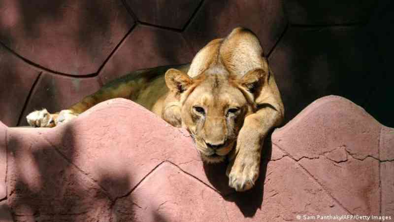 Leoa morre de covid-19 em zoológico da Índia