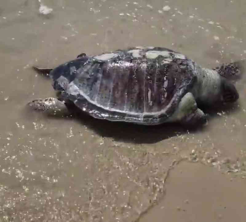 Tartaruga é encontrada morta na praia de São Marcos, em São Luís, MA