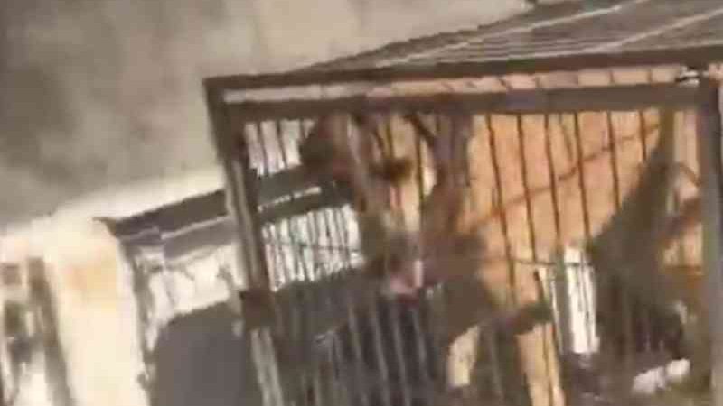 Grupo pressiona, e prefeitura suspende matança de cães em Sete Lagoas, MG