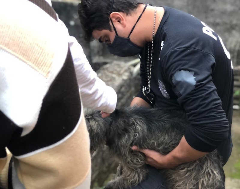 A Polícia Civil levou os animais a uma clínica veterinária — Foto: Polícia Civil/Divulgação