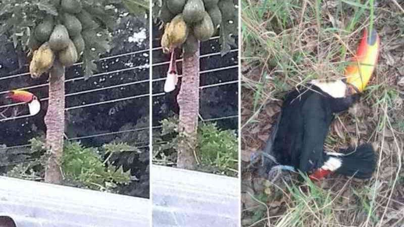 Homem atira e mata três tucanos e gera revolta em Água Clara, MS