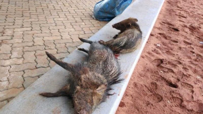 Polícia Ambiental de Cassilândia (MS) autua dois em R$ 2 mil por caçar e matar 2 catetos
