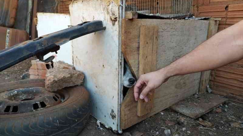 Mulher presa por trancar cachorro em ‘caixa’ por 2 meses é solta, mas fica proibida de ter qualquer animal