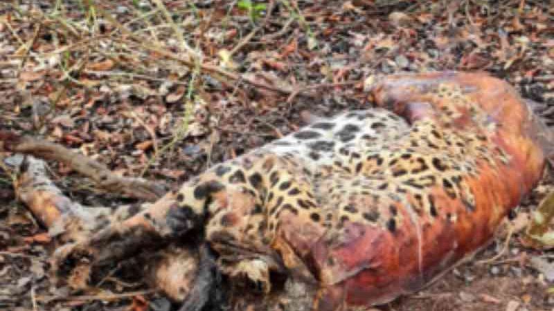 No Pantanal, onça monitorada é achada morta junto com outro felino e mais 17 animais; suspeita é de envenenamento