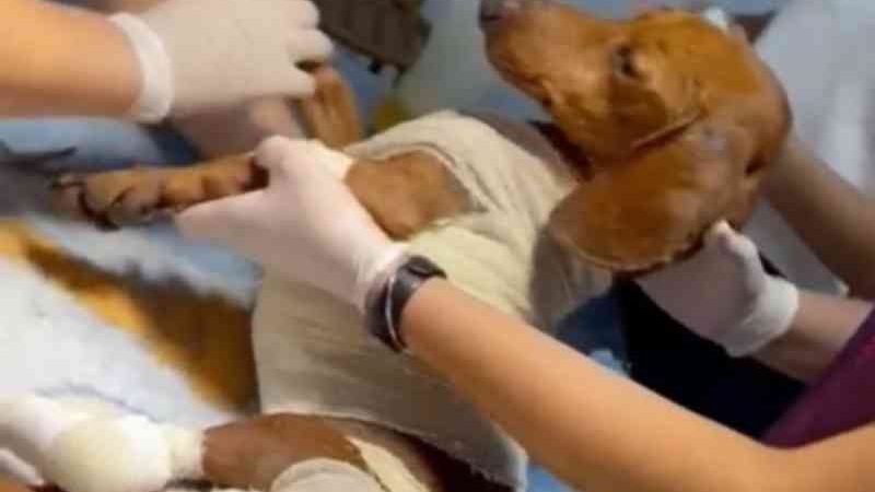 Cachorro resgatado semana passada morre durante tratamento em Sinop, MT