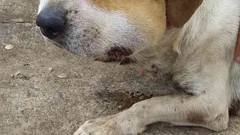 Após apanhar, cachorro é abandonado com rosto inchado e ferimentos; vídeo