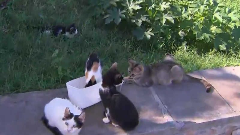 Moradores de bairro de Cuiabá (MT) denunciam à polícia envenenamento de gatos na região