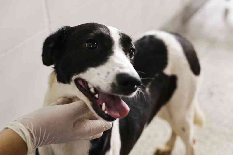 Projeto prevê que autores de maus-tratos a animais paguem despesas com veterinário em Mato Grosso