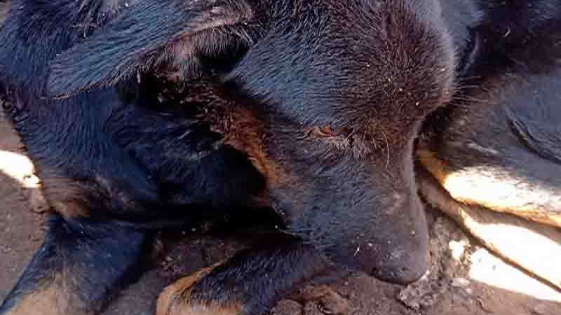 Polícia Civil resgata cachorro que sofria nas mãos de sitiante torturador em MT
