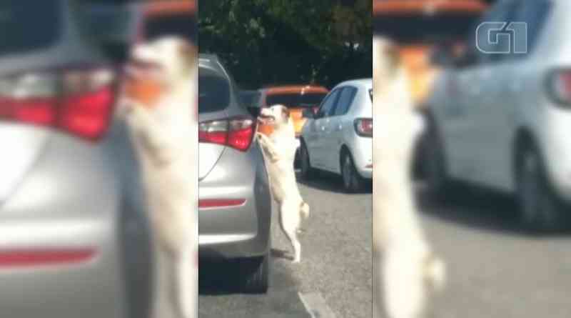 Polícia localiza cão abandonado em avenida de Belém; envolvidos no caso prestam depoimento