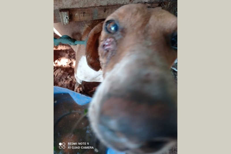 Cães de caça com pata quebrada, infecções e tétano são resgatados em Maria Helena, PR