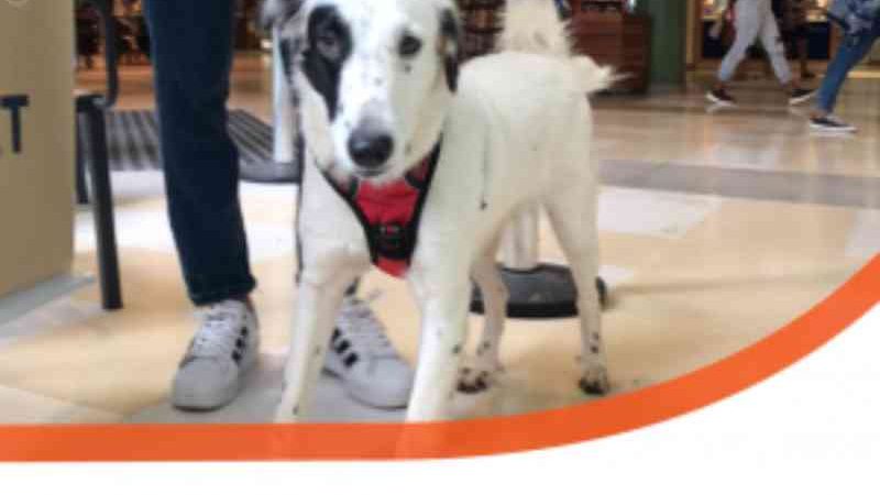 Cães resgatados pela concessionária Arteris Fluminense estão disponíveis para adoção