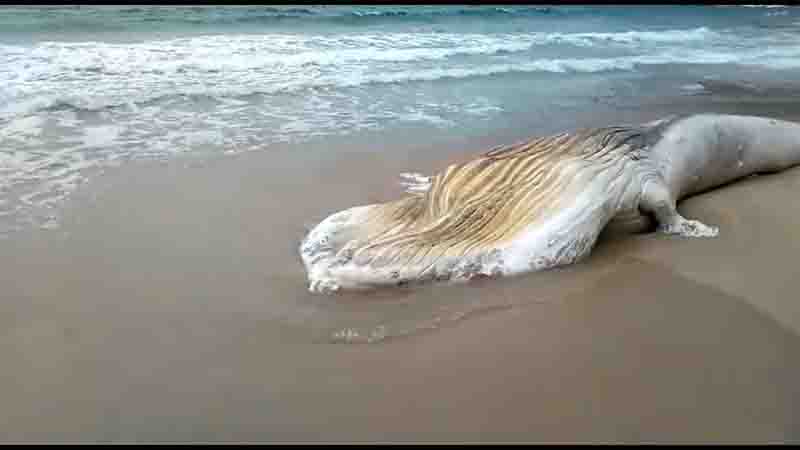 Carcaça de baleia-jubarte é encontrada na Ilha Grande, em Angra dos Reis, RJ