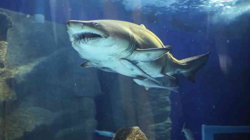 Morre Margarida, primeiro grande tubarão a chegar ao AquaRio
