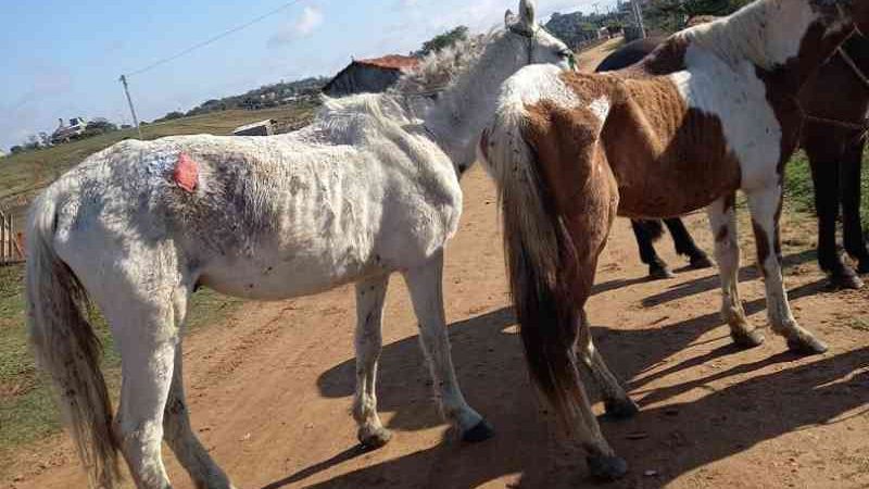 Cavalos vítimas de maus-tratos são resgatados em ação conjunta em Rio Pardo, RS