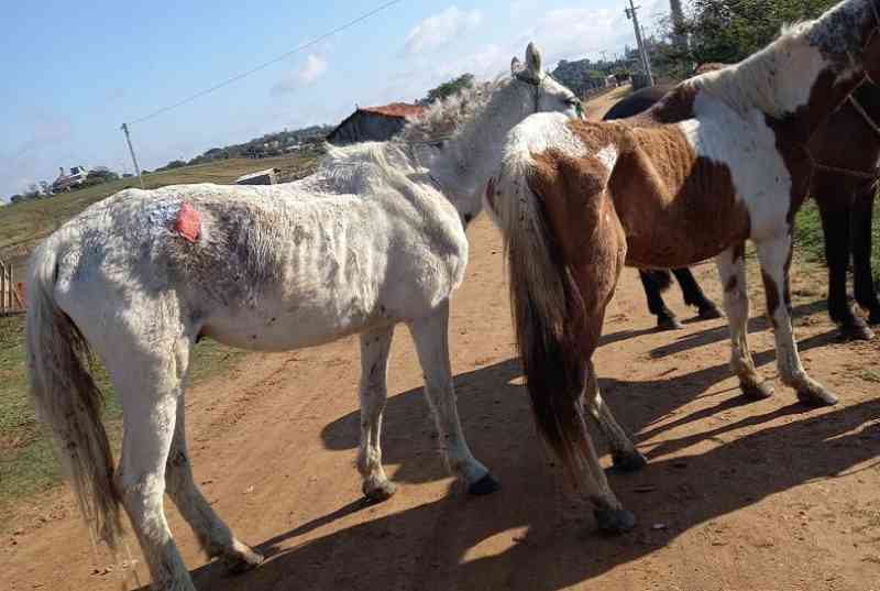Cavalos vítimas de maus-tratos são resgatados em ação conjunta em Rio Pardo, RS