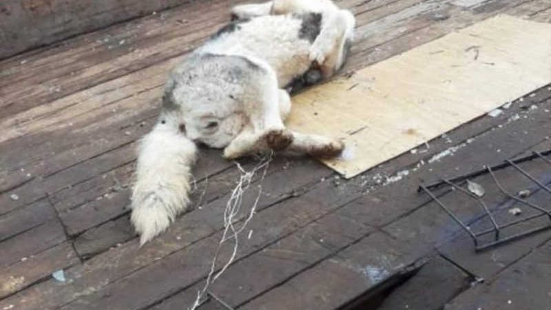 Homem mata cachorra a pauladas em Erechim, RS