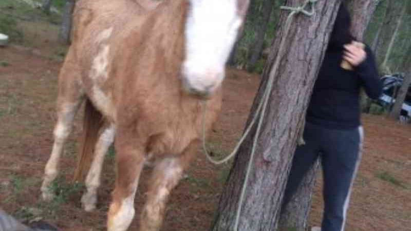 Cavalo encontrado vivo em abatedouro clandestino em SC está seguro, afirma presidente de ONG