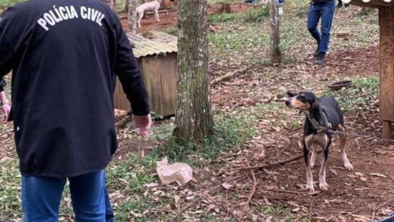 Polícia Civil apura crime de maus-tratos contra cães em sítio de Nova Veneza, SC