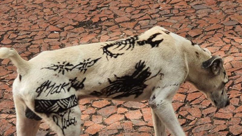 Câmara aprova projeto que proíbe tatuar e colocar piercing em animais em Blumenau, SC