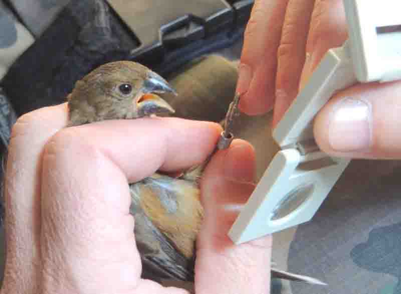 Operação liberta aves que sofriam maus-tratos no Sul de SC