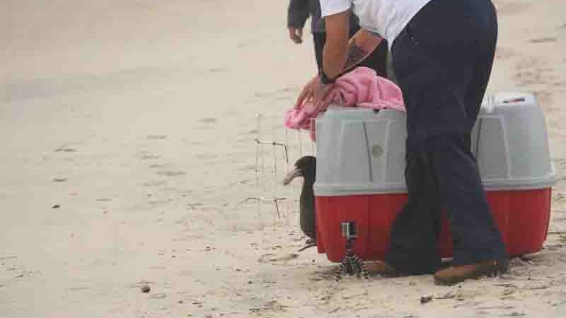 Após reabilitação, ave oceânica é solta em praia de Florianópolis, SC