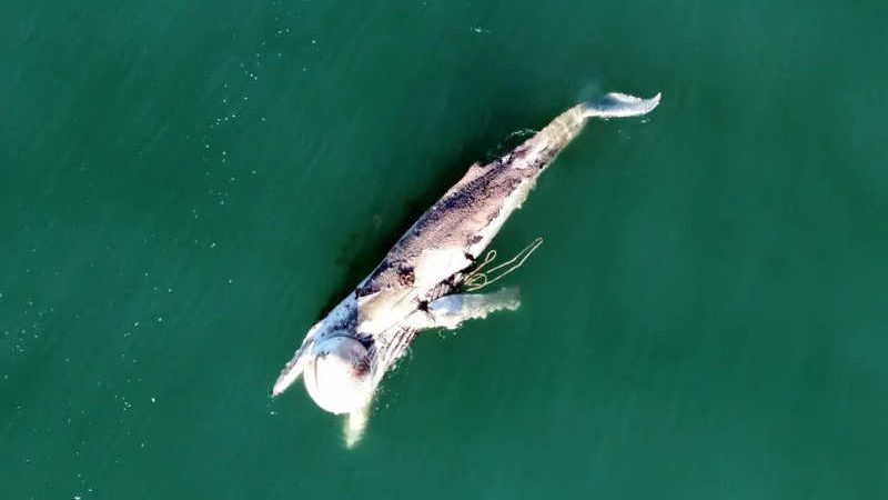 Rede de pesca ilegal afoga baleias no fim de semana em Florianópolis, SC