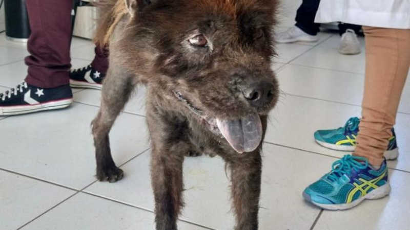 Cachorro sofrendo maus-tratos é resgatado pela PM e levado para Dibea, em Florianópolis, SC