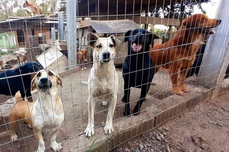 Idosa que abriga mais de 70 cães em SC é impedida de receber novos animais
