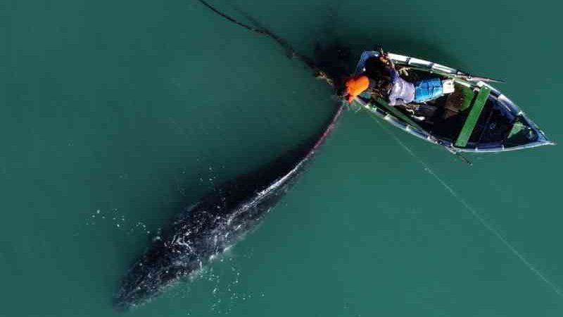 Imagens mostram auxílio à baleia presa em rede de pesca; SC é o 2º estado com mais mortes de jubarte em 2021, dizem especialistas