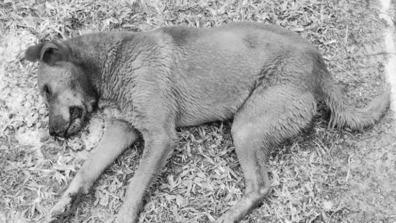 Animais de rua são encontrados envenenados no Balneário Esplanada, em Jaguaruna, SC