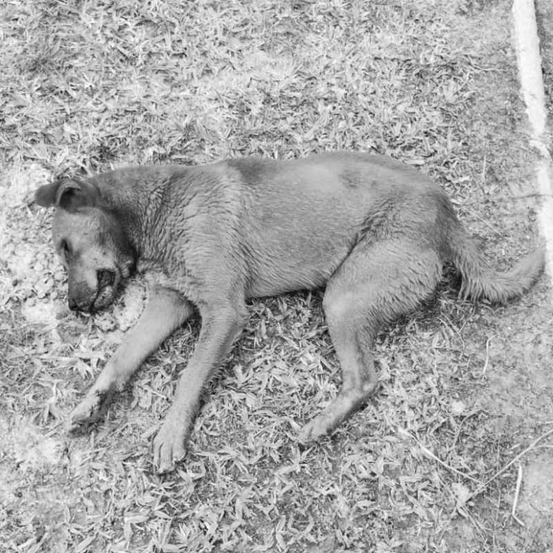Animais de rua são encontrados envenenados no Balneário Esplanada, em Jaguaruna, SC