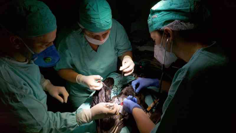 Veterinários realizam cirurgia para retirada de haste de metal do estômago de uma fragata, em Florianópolis, SC