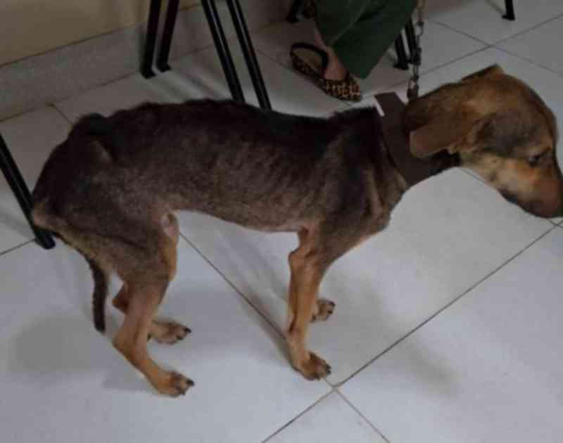 Polícia Civil prende homem em flagrante por maus-tratos a cachorro em povoado de Lagarto, SE