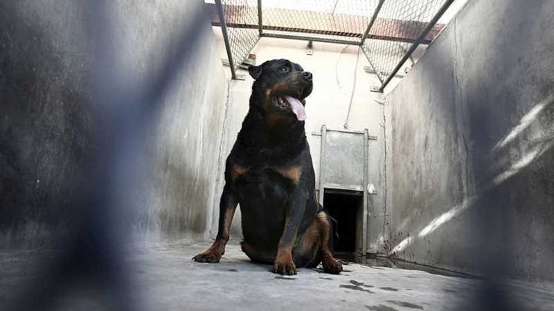 Criadora que amarrava cauda de cães para necrosar é presa em Aracaju, SE