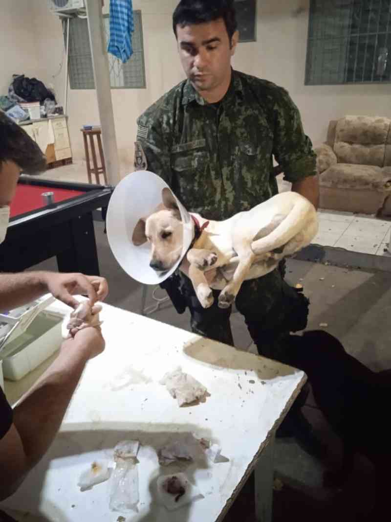 Conselho de Medicina Veterinária repudia castração irregular de cachorro por estudantes e cobra providências de universidade