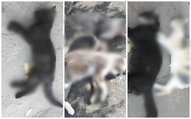 Polícia investiga morte de gatos com sinais de envenenamento: ‘Cena de horror’, diz moradora