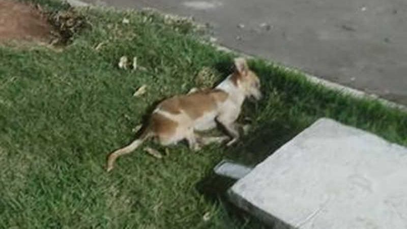 Morte de cães assusta moradores de Alvorada (TO) e veterinário diz que animais estão sendo envenenados