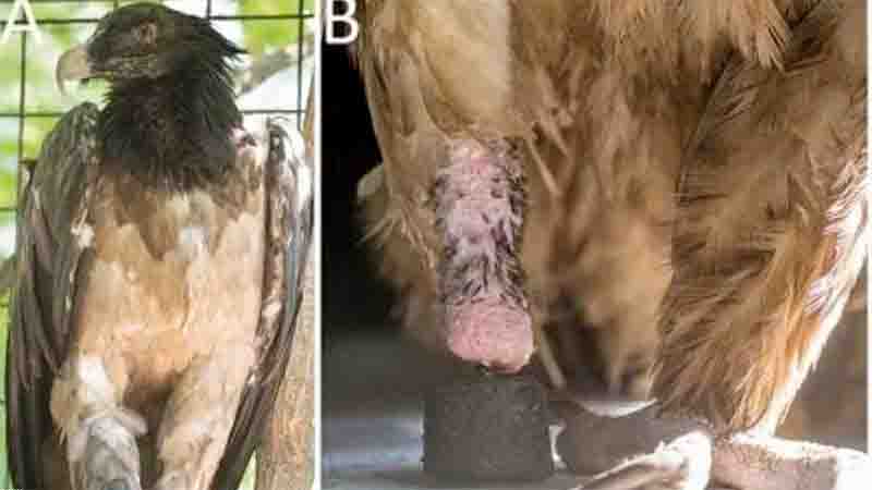 Fêmea de abutre-barbudo ganha prótese e se torna a primeira ave biônica