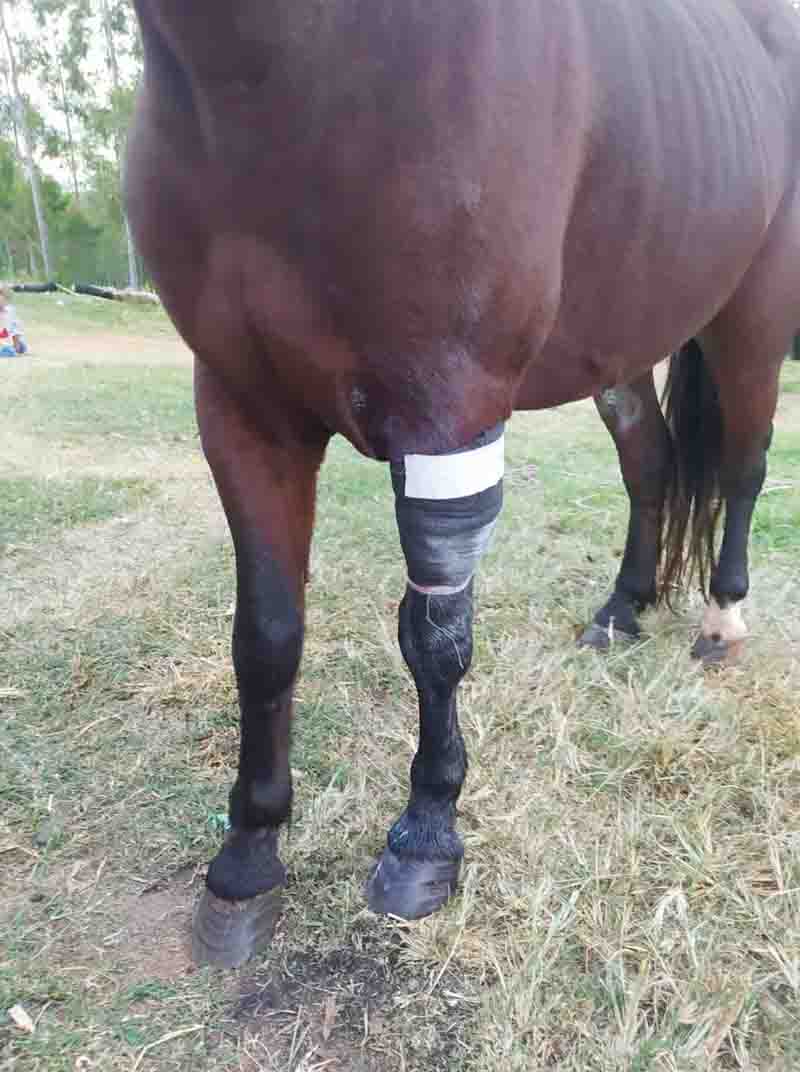  Ferida no cavalo foi tratada e animal passa bem. Foto: Edmaura Santos/Arquivo pessoal 