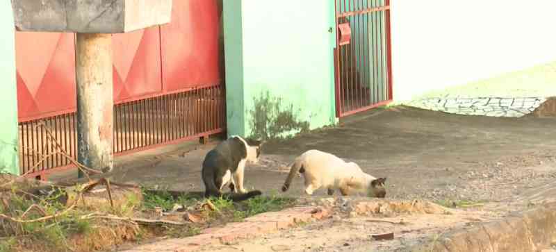 Cabeleireiro espalha comedouros e bebedouros para cães e gatos abandonados em ruas do interior do Acre