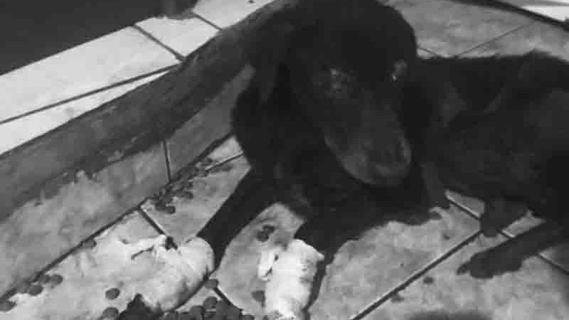 ONG que denunciou tutor por maus-tratos contra cadela diz que animal morreu, em Cruzeiro do Sul, AC