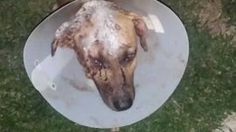 Cachorro foge de casa e é atacado por vizinho com mais de 20 terçadadas, em Rio Branco, AC